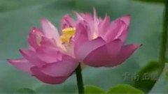 李贵中 - 在那遥远的地方 葫芦丝独奏
