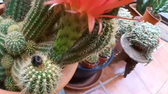 Trichocereus grandiflorus Cactus with a bouquet of bright red flowers June 2015