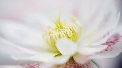 Cinema Paradiso Love Theme