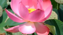 Лотос Комарова (Nelumbo komarovii)