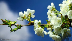 С ДнёмРождения