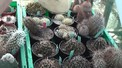 Winterhardy cacti throughout the year