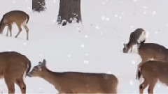 It's Snowing(下雪了) - 谢尔盖切卡林