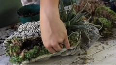 肉质植物, 空气凤梨 & 仙人掌