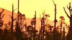 禅院钟声 古筝版