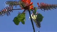 春涧流泉 古筝版