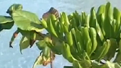 二月里来 古筝版