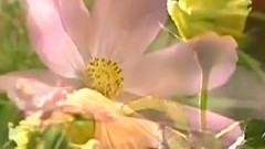 寒鸦戏水 古筝版