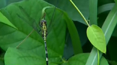 伯牙吊子期 古筝版