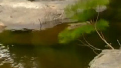 梁祝 日本小提琴演奏