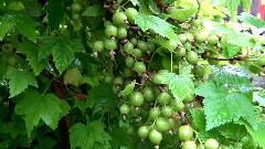 Цветы сибирского сада в июне