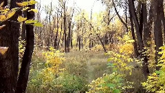 Moments autumn film by Mikhail Kiselyov