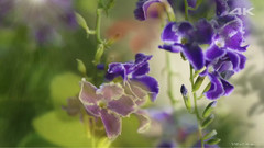 Beautiful Sea In Okinawa