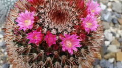 荷兰 仙人掌花Jochum Tegelen霍夫