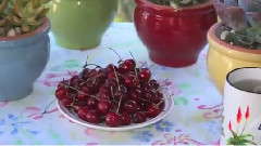 Pairing Succulents With Pots