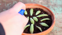 How To Propagate Succulents(如何传播肉质植物)