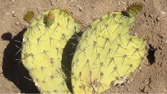 How To Root Cacti Cuttings(如何根仙人掌粉)