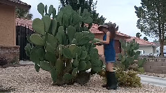 How To Propagate A Cactus Plant(如何传播仙人掌植物)