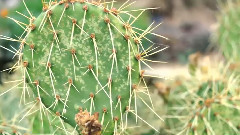 How To Grow Your Own Cactus(如何种植仙人掌)