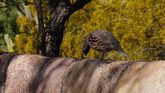 沙漠花朵(Desert Blooms)