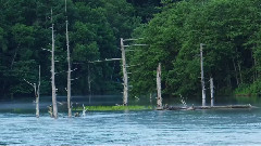 森林狂想曲 - 班得瑞