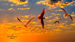 柔弱的德国女佣