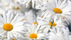 Ромашки зарисовка