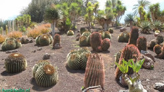 Henkhallo in Jardin Botanico de Cactus