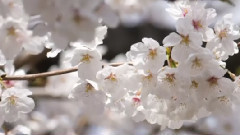 一个陌生的女孩