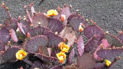 Jardin de cactus de Lanzarote
