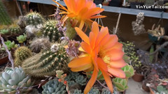 Kaktusfest 2014 Im Odenwald Bei Andreae Kakteen