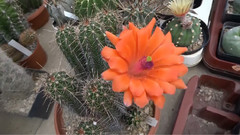 Bonner Kakteen-Markt 2015