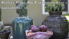 Perfect Succulent Plant-Pot Pairings
