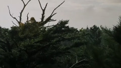 影视原声 - <彼得的龙 Pete's Dragon>最新迪士尼电影预告