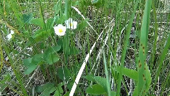 Nature Siberia June meadow flowers by the river Om OMSK film by Mikhail Kiselyov