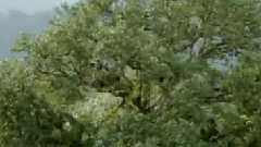 În căutarea Sinelui