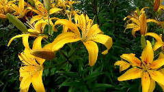 Цветы нашего двора фильм Михаила Киселёва муз. Рафаэля Байдалина