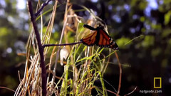 Butterfly Dreams 蝴蝶梦