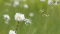 Soft Wind