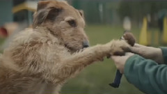 感动无数人的狗狗短片