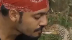 Да целунеш кобра!