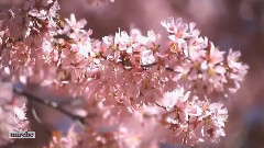 (прелюдия) из Сергей Василиевич Рахманинов