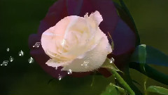 浪漫 玫瑰 萨克斯Romantica,roses and saxophone!