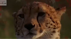 Гепард срещу Газела