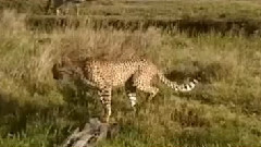 Гепард учи братчето си да преодолее поточе