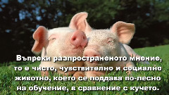 Кои саНай-интелигентните Животни наЗемята (ВИДЕО)