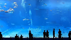 красивото нещокоетосте виждали