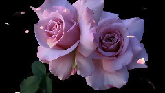 Roses,Saxophone And Love!(Marionne Wheels - saxophone)