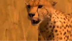 Гепард срещу Хиена
