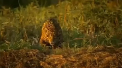 Гепард срещу алигатор! Познайте кой на кого ще разкаже играта!